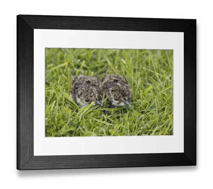 Framed Print : Northern Lapwing (Vanellus vanellus)