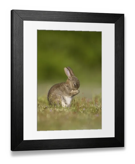 Framed Print : European Rabbit (Oryctolagus cuniculus)