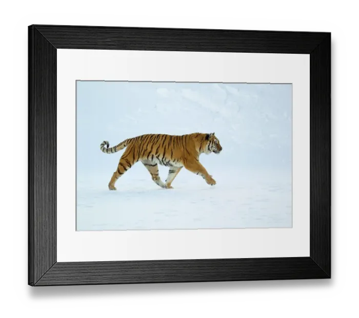 Framed Print : Siberian tiger (Panthera tigris altaica)