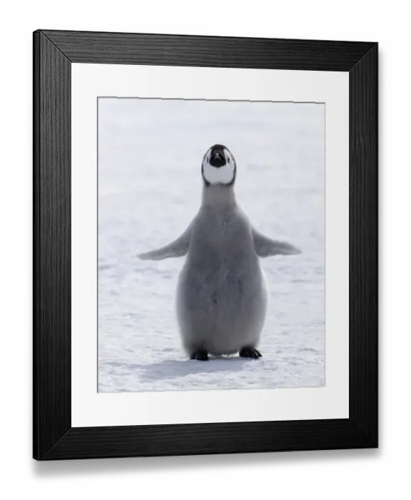 Framed Print : Emperor penguin (Aptenodytes forsteri) chick