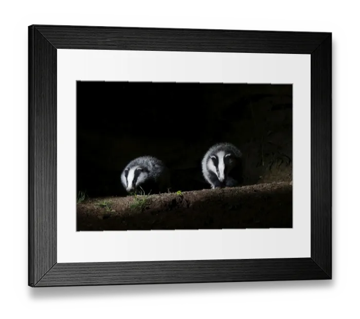 Framed Print : Badger, european badgers (Meles meles)