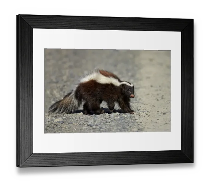 Framed Print : Patagonian Hog-nosed Skunk (Conepatus humboldtii) adult