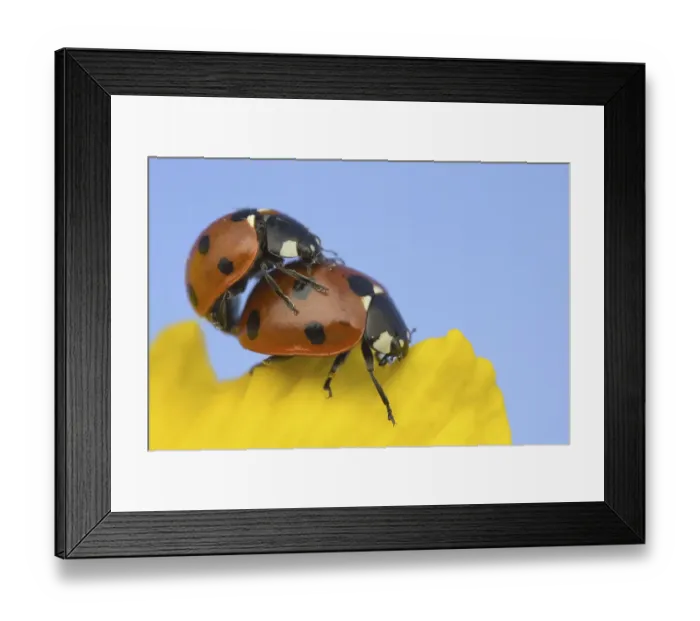 Framed Print : Seven-spot Ladybird (Coccinella septempunctata) adult pair