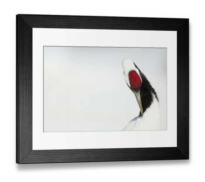 Framed Print : Adult Japanese red-crowned crane (Grus japonensis)