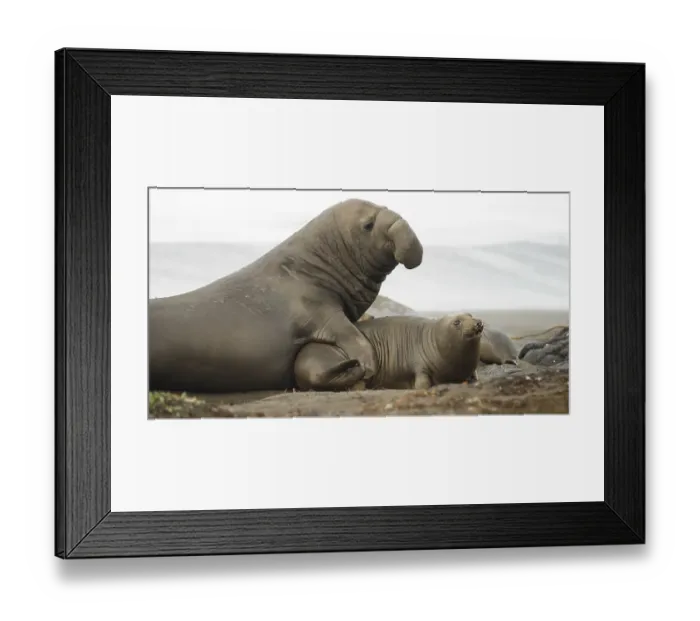Framed Print : Soft sand of the Pacific Coast provides ground for mating rituals of the Elephant Seal