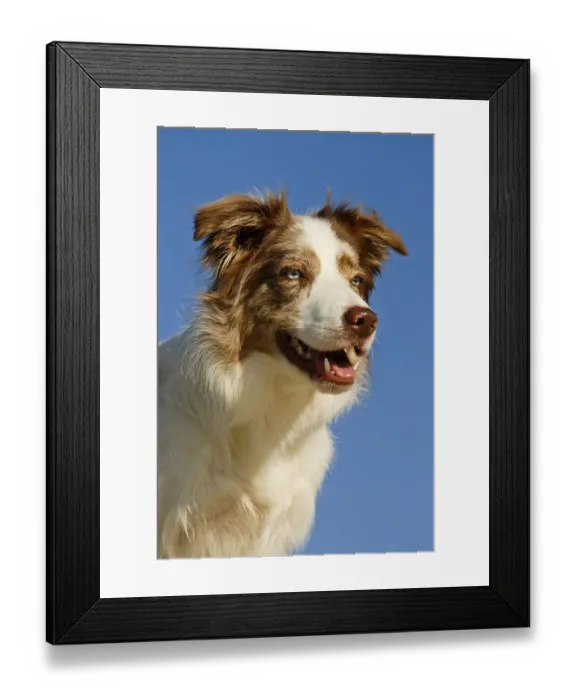 Framed Print : Portrait of a Border Collie Framed Print : Portrait of a Border Collie