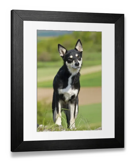 Framed Print : Lapponian Herder, Lapinporokoira