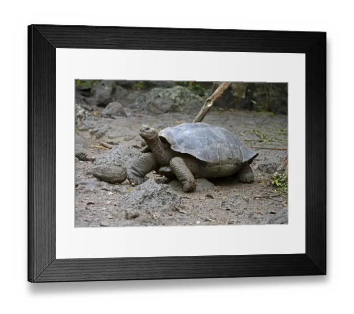Framed Print : Galapagos Giant Tortoise (Geochelone elephantopus chathamensis) Framed Print : Galapagos Giant Tortoise (Geochelone elephantopus chathamensis)