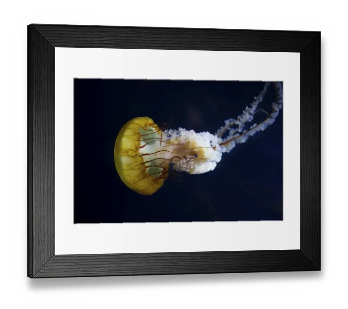 Framed Print : Pacific compass jellyfish (Chrysaora fuscescens)