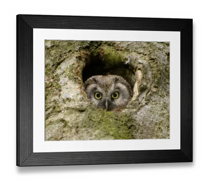 Framed Print : Tengmalm's Owl (Aegolius funereus)Tengmalm's Owl (Aegolius funereus)
