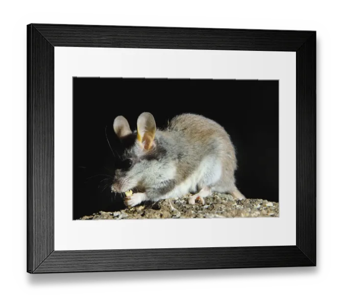 Framed Print : Garden Dormouse (Eliomys quercinus)