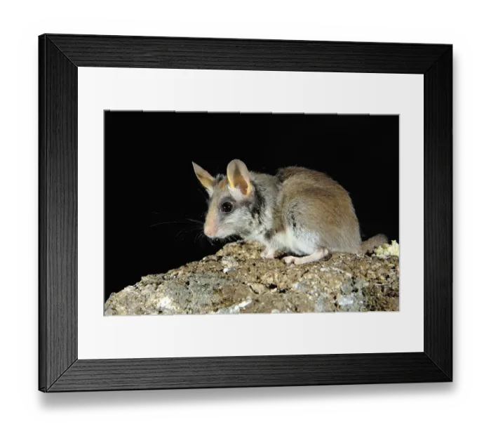 Framed Print : Garden Dormouse (Eliomys quercinus)