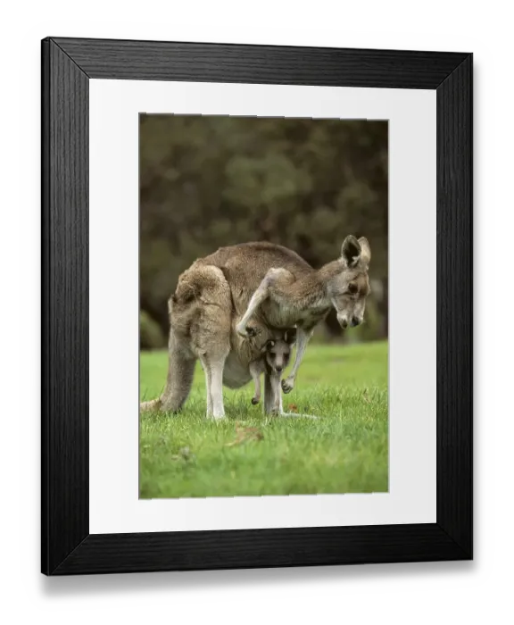 Framed Print : Western Grey Kangaroo (Macropus fuliginosis) with joey in pouch
