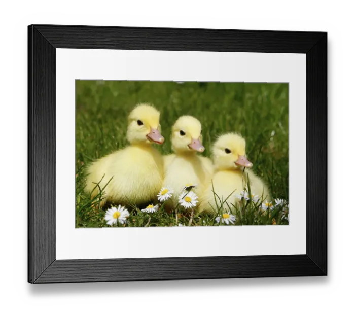 Framed Print : Domestic ducks, ducklings