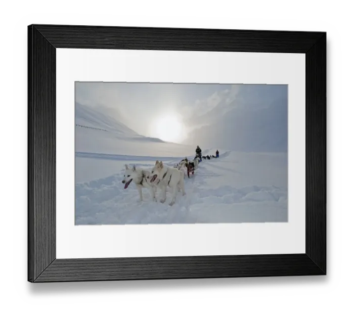 Framed Print : Dog sled team with Alaskan Huskies and passengers with snow flurries against a low winter sun