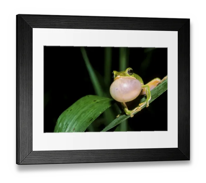 Framed Print : Farmland Green Tree Frog (Rhacophorus arvalis) Framed Print : Farmland Green Tree Frog (Rhacophorus arvalis)