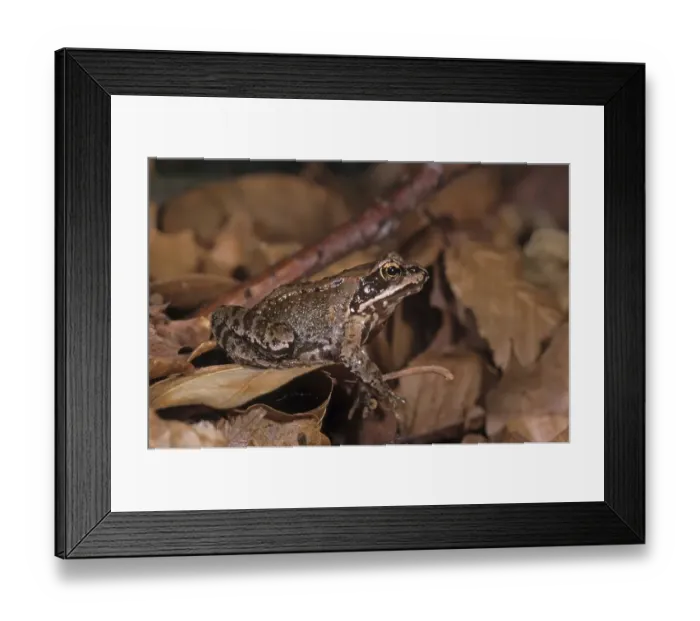 Framed Print : Agile Frog Rana dalmatina Framed Print : Agile Frog Rana dalmatina