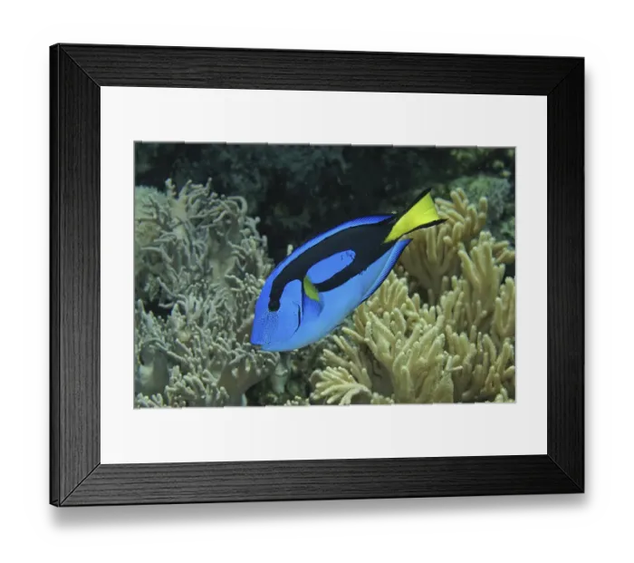 Framed Print : Regal tang (Paracanthurus hepatus) captive Framed Print : Regal tang (Paracanthurus hepatus) captive