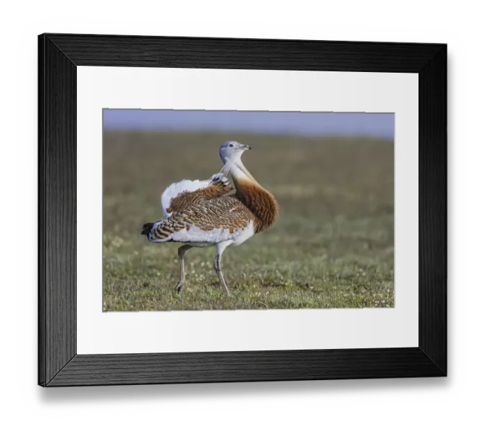 Framed Print : Great bustard (Otis tarda) m, Spain, Europe