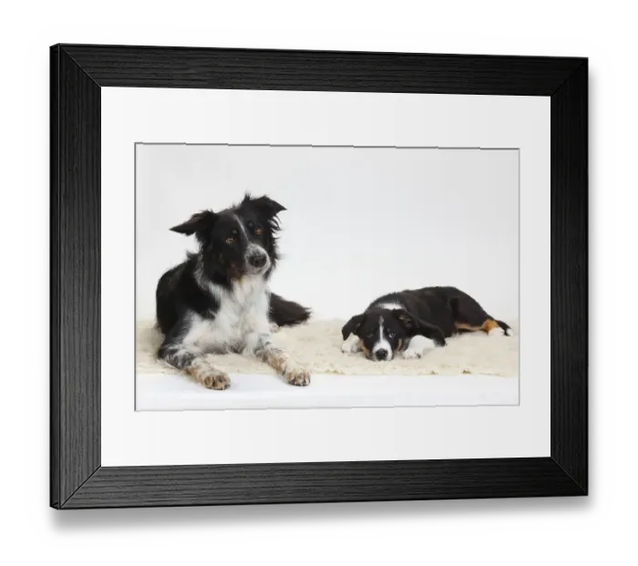 Framed Print : Border Collie, bitch with puppy