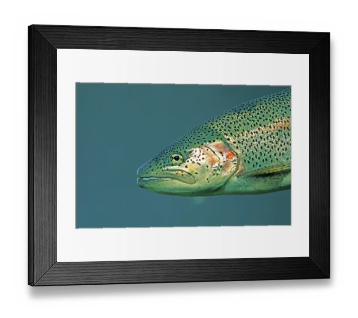 Framed Print : Rainbow Trout (Oncorhynchus mykiss)