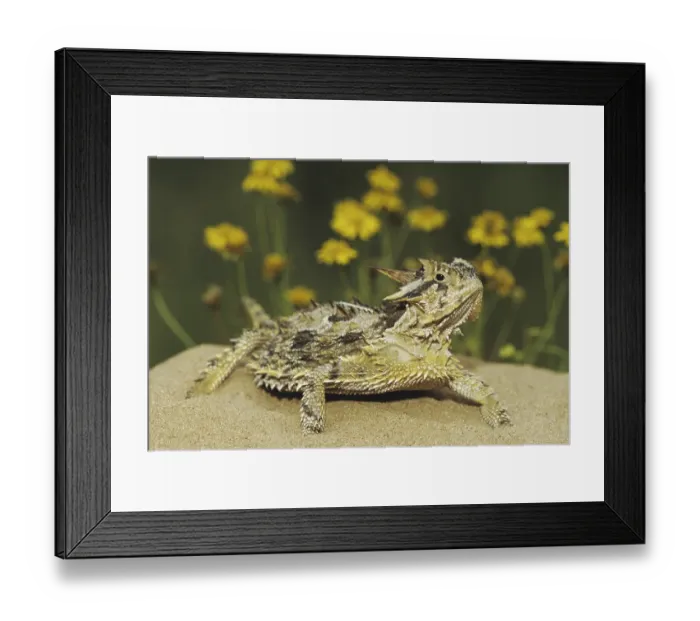 Framed Print : Texas Horned Lizard (Phrynosoma cornutum)