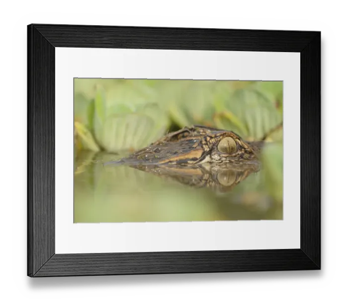 Framed Print : American Alligator (Alligator mississippiensis) Framed Print : American Alligator (Alligator mississippiensis)