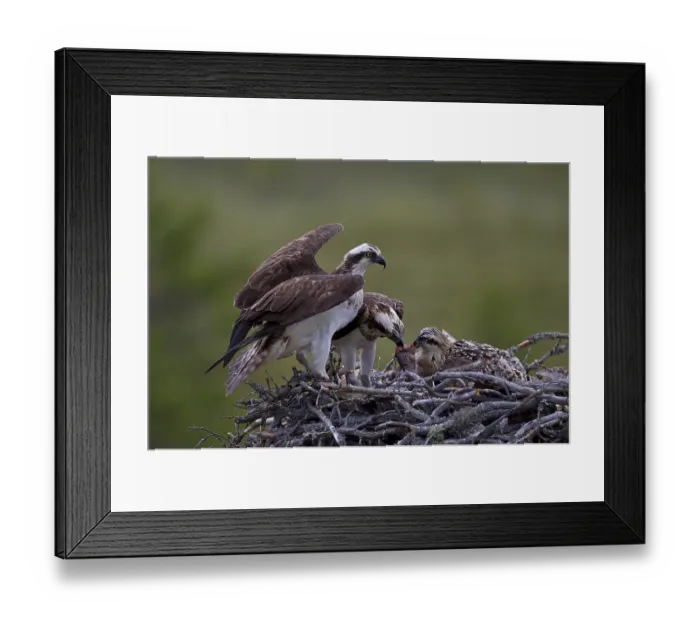 Framed Print : Ospreys or Sea Hawks (Pandion haliaetus)