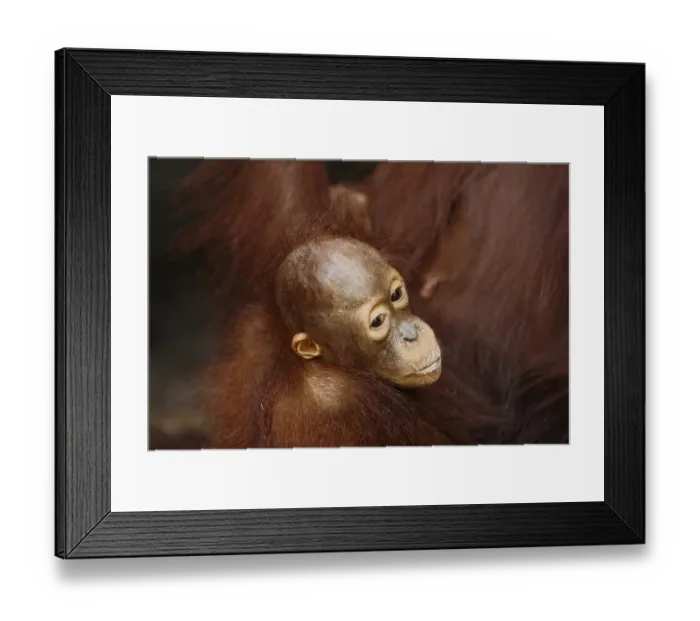 Framed Print : Orang-Utan (Pongo pygmaeus) in Tanjung Putting national park Framed Print : Orang-Utan (Pongo pygmaeus) in Tanjung Putting national park