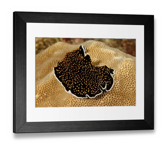 Framed Print : Yellow-spotted whirlworm, Gold-spotted marine whirlworm