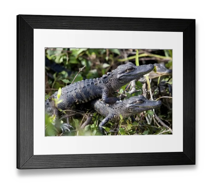 Framed Print : Alligator mississippiensis Aligator