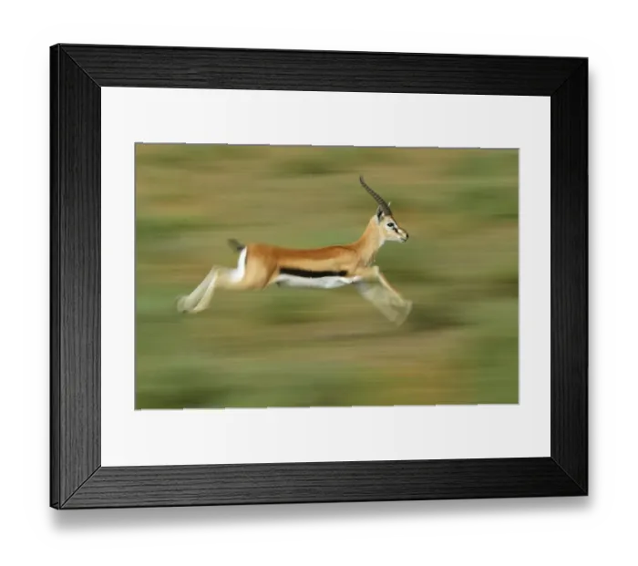 Framed Print : Thomson's Gazelle (Eudorcas thomsonii)