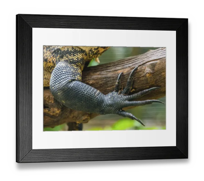 Framed Print : Forefoot claw of a monitor lizard (Varanus) Framed Print : Forefoot claw of a monitor lizard (Varanus)