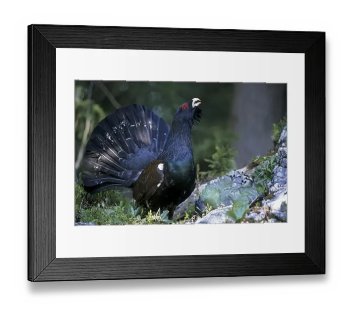 Framed Print : Capercaillie (Tetrao urogallus) displaying Capercaillie Framed Print : Capercaillie (Tetrao urogallus) displaying Capercaillie