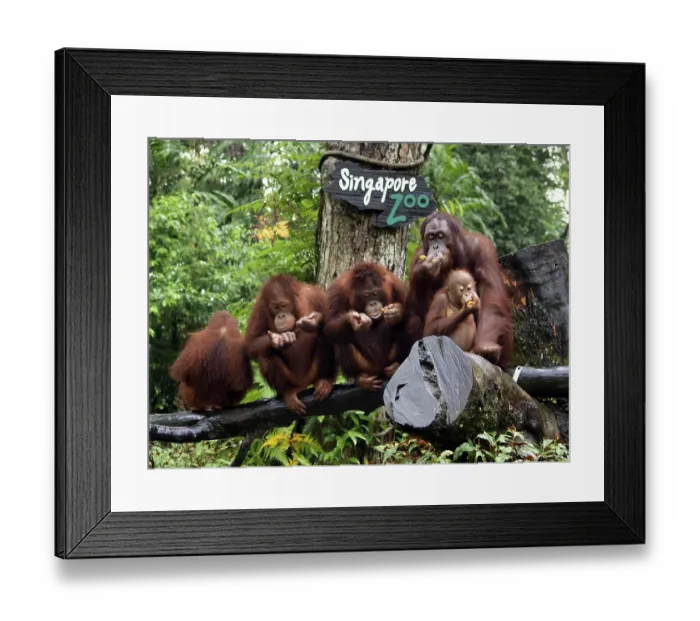 Framed Print : Orang-utans (Pongo), Singapore Zoo