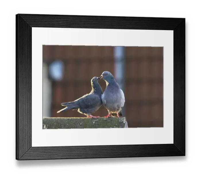 Framed Print : Domestic Pigeons (Columba livia domestica)