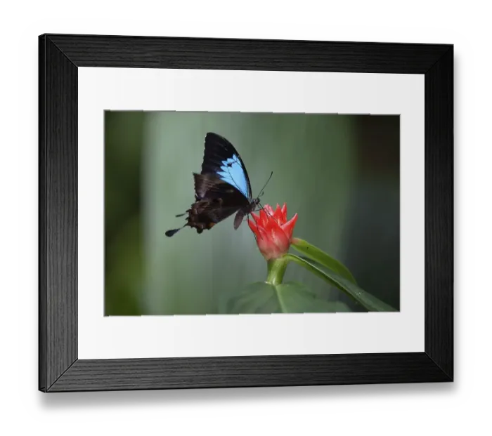 Framed Print : Ulysses butterfly (Papilio ulysses)