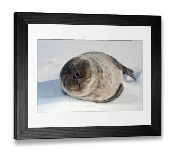 Framed Print : Ringed seal (Pusa hispida), Kareliya