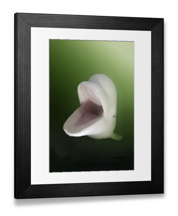 Framed Print : Beluga Whale, White Whale (Delphinapterus leucas)
