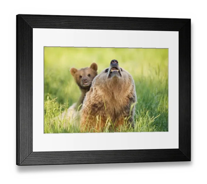 Framed Print : European Brown Bear mother with cub (Ursus arctos)