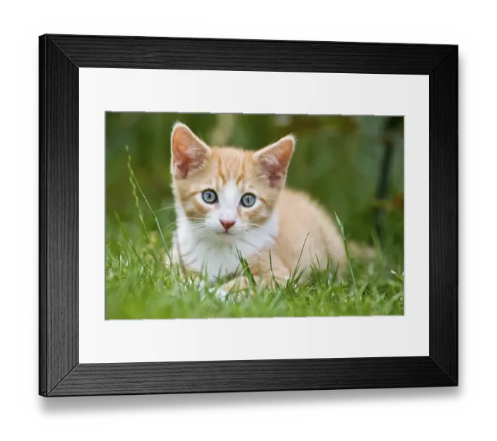 Framed Print : European shorthair cat in a meadow Framed Print : European shorthair cat in a meadow