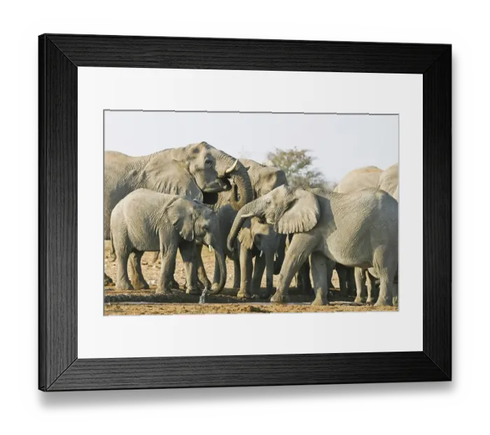 Framed Print : Elephant herd (Loxodonta africana) at waterhole Framed Print : Elephant herd (Loxodonta africana) at waterhole