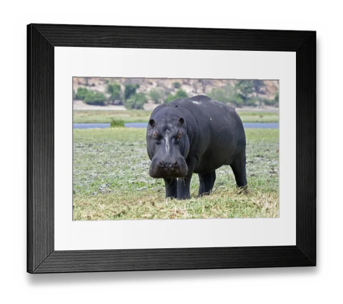 Framed Print : Hippopotamus or Hippo (Hippopotamus amphibius) at the Chobe River