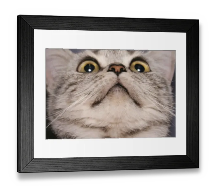 Framed Print : British Shorthair cat
