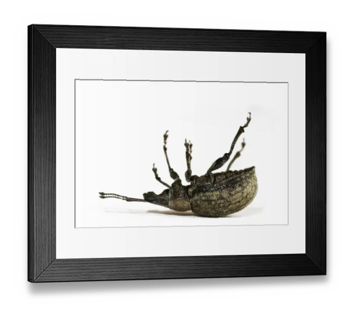 Framed Print : Curculio nucum Framed Print : Curculio nucum