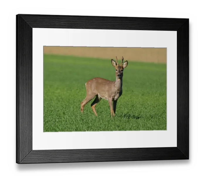 Framed Print : Roe buck on a grain field Framed Print : Roe buck on a grain field
