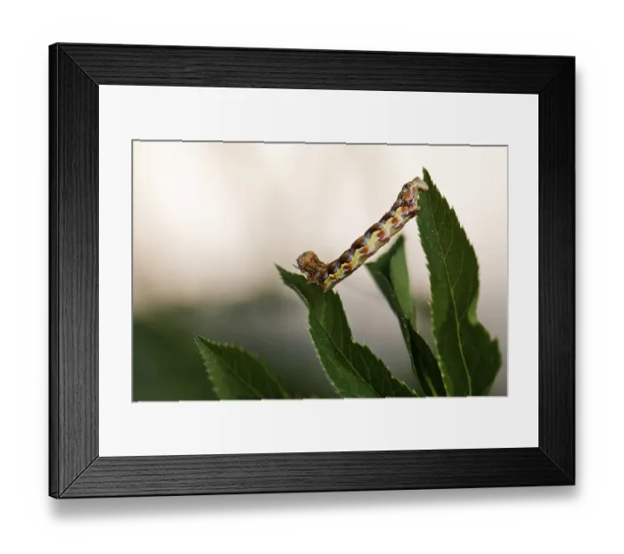 Framed Print : Mottled Umber (Erannis defoliaria), caterpillar Framed Print : Mottled Umber (Erannis defoliaria), caterpillar