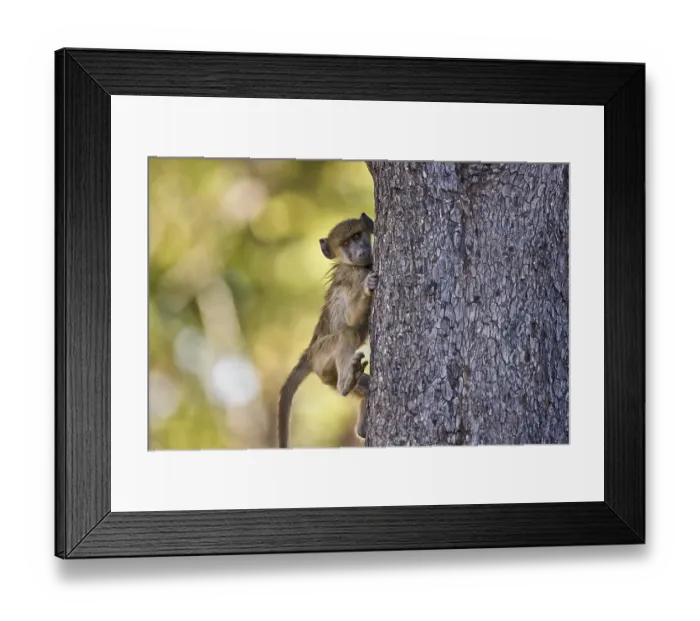 Framed Print : Baboon-baby (Papio) clinging to a tree Framed Print : Baboon-baby (Papio) clinging to a tree