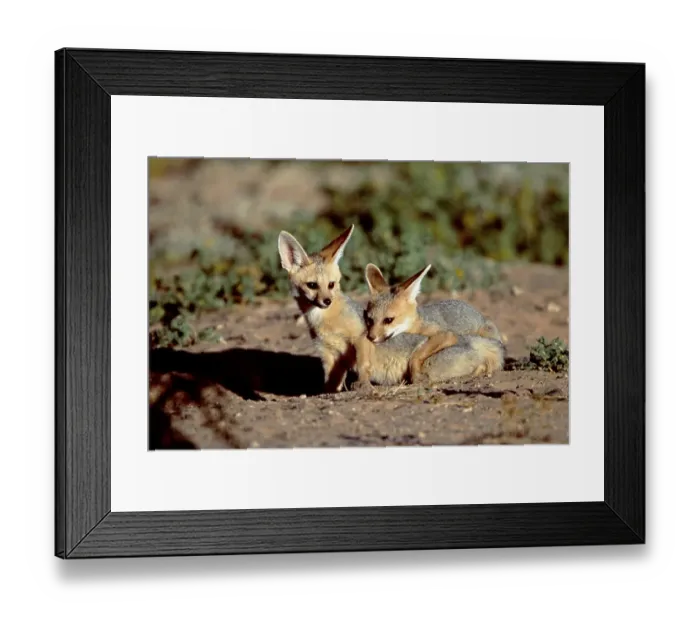 Framed Print : Cape Foxes, Kalahari Gemsbok Park