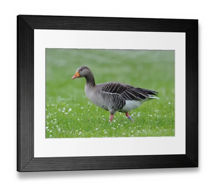 Framed Print : Greylag goose (Anser anser)
